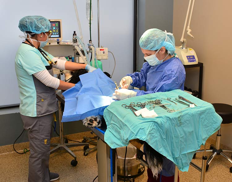 Veterinary Emergency Image 2